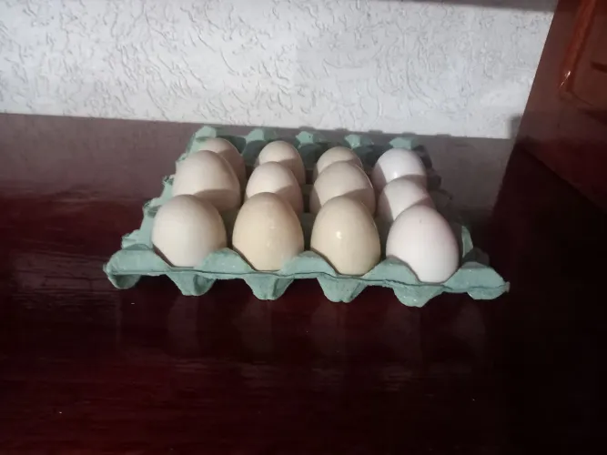 Vendo ovos de Pata 