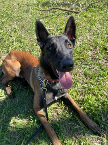 Pastor belga malinois