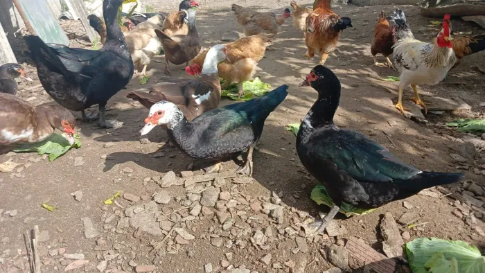 Patos entrando na primeira postura 