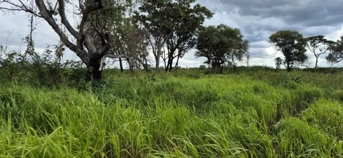 fazenda corumbá mato grosso do sul