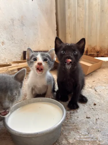 Gatos pra adoção 