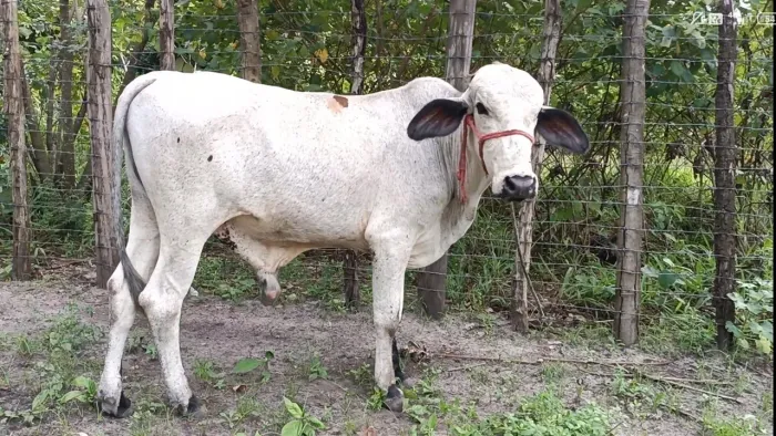 Garrptão gordo