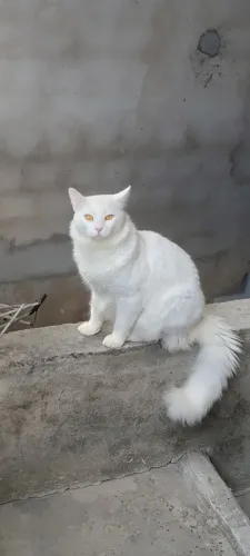Doação de Gato