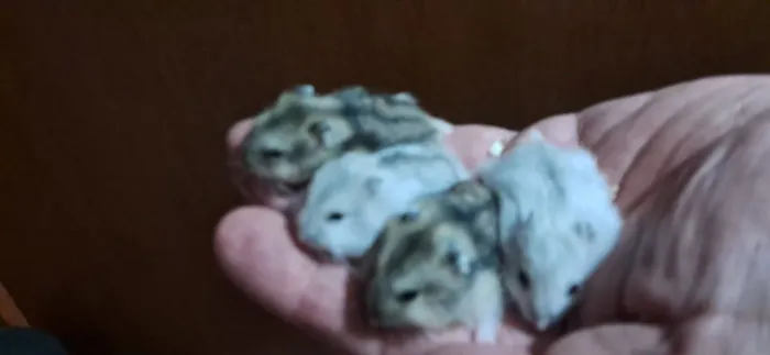 Hamsters chineses