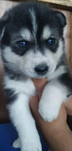 Husky siberiano fofo