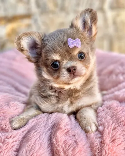 Chihuahua Pelo Longo Fêmea!! Perfeita Demais.