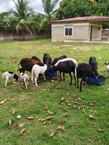 Lote com 14 ovelhas 7.500
