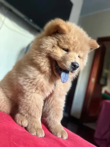 Chow Chow macho
