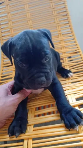 Filhote de pitbul original