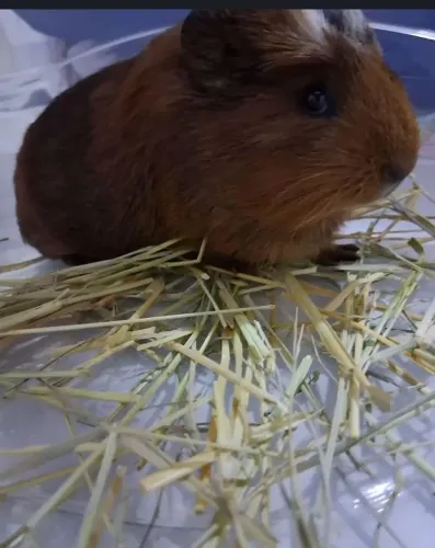 Porquinhos da india