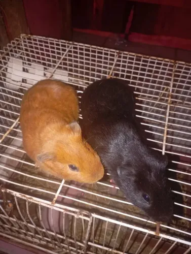 Porquinho da índia 