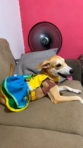 Doação de cadela filhote SRD