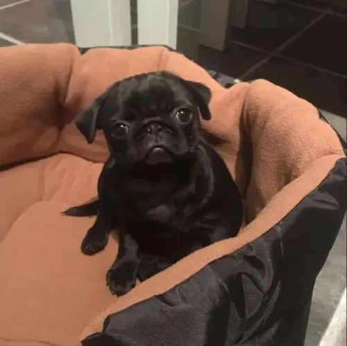 Pug V10 Importada + Compra Segura + Contrato e Garantia de Saúde