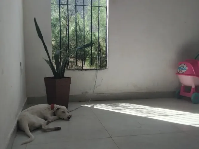 Linda cachorra