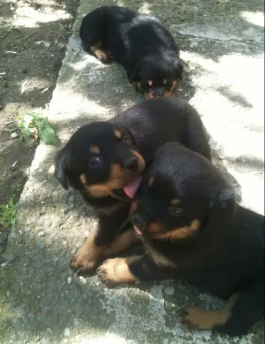 Filhote de Rottweiler disponível com garantia