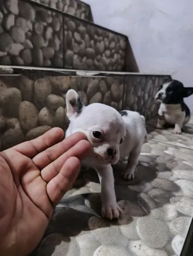 Bulldog francês 