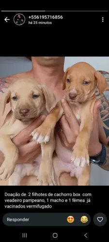 Doação de cachorro 