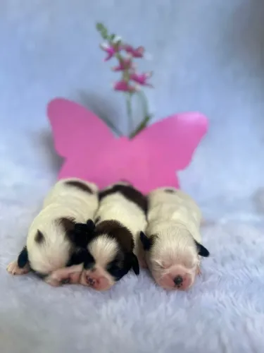Shih Tzu