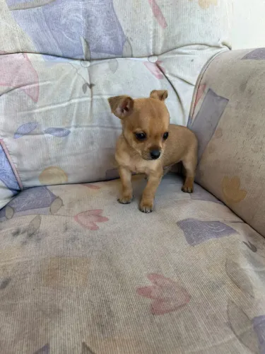 Pinscher zero macho