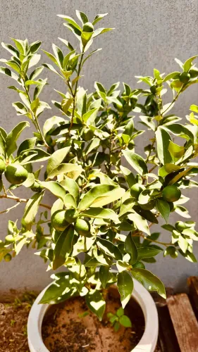 Laranja Kinkan produzindo