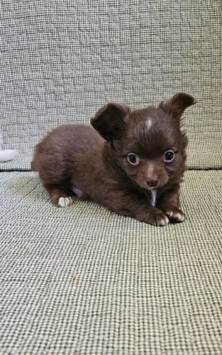 Chihuauha