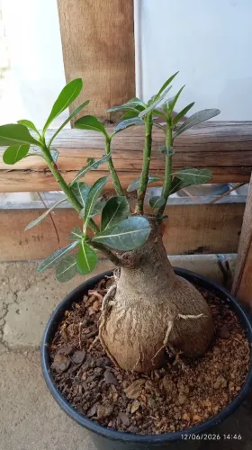 Planta rosa do deserto