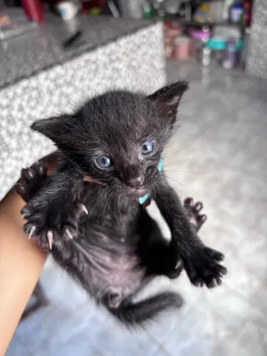 gatinho preto macho