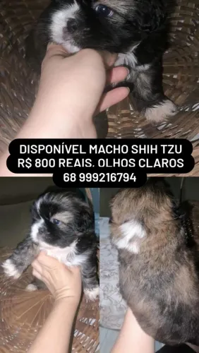 Shih tzu macho olhos azuis
