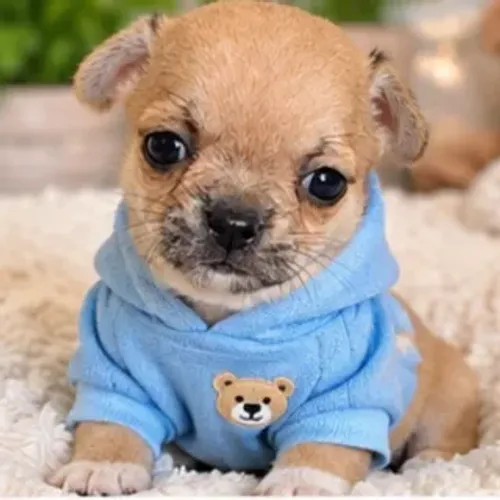 Chihuahua Machinho mini