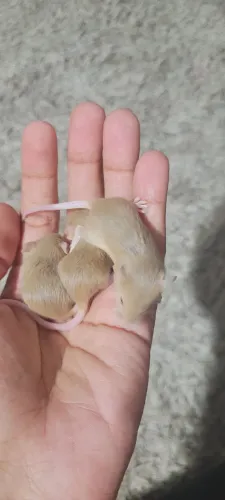 Filhotes de hamister 