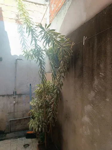 Planta