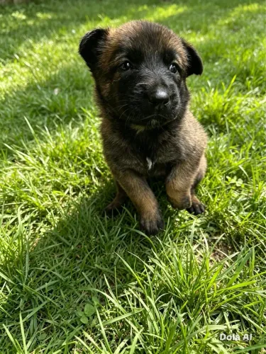 Pastor Belga Malinois Machos e Fêmeas
