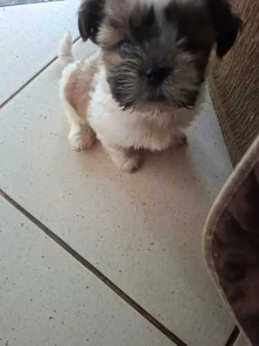 Cachorrinho Shih tzu