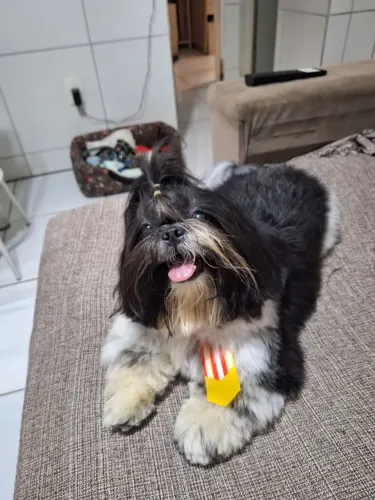 Procuro Shih Tzu Fêmea para cruzar