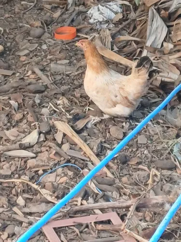 Galinha garnize naniquinha