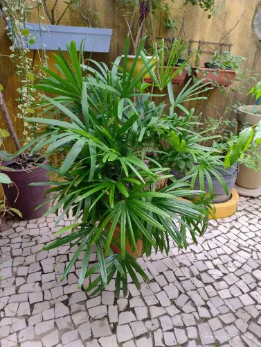 Palmeira Raphis 12 hastes