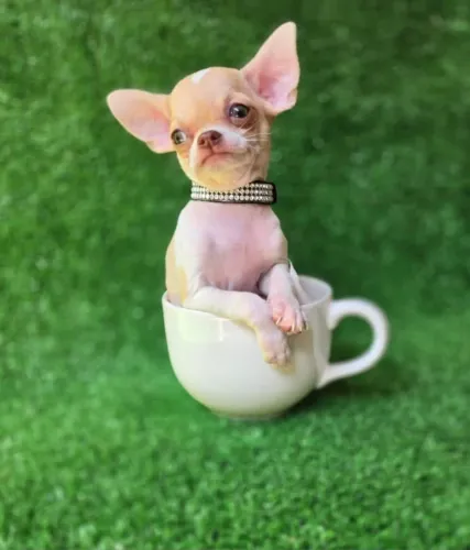 Chihuahua