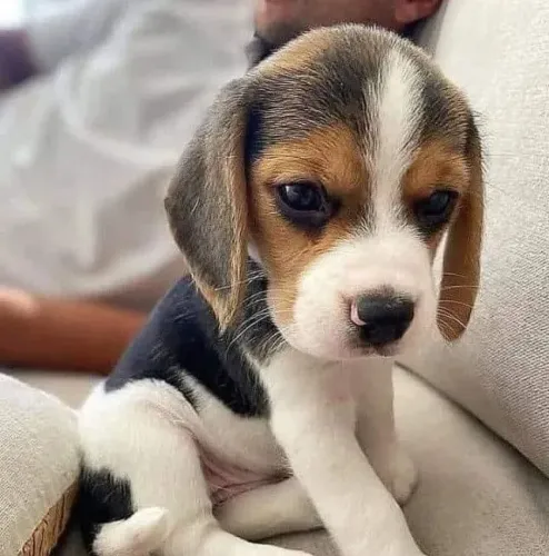 Beagle carinhoso para momentos inesquecíveis juntos