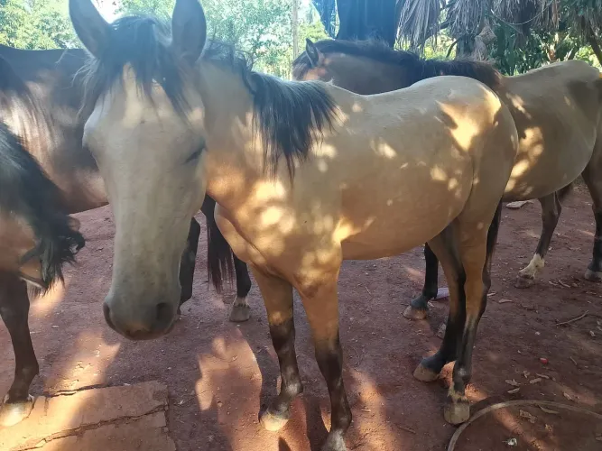 Vende-se cavalo mangalarga Machador, pais puros, inteiro.