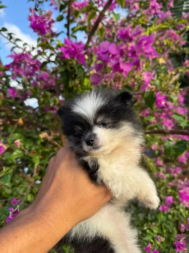 Filhote Spitz Alemão fêmea ( Lulu da Pomerânia )