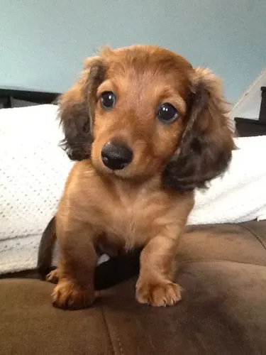 Dachshund salsichinha pelagem longa macho