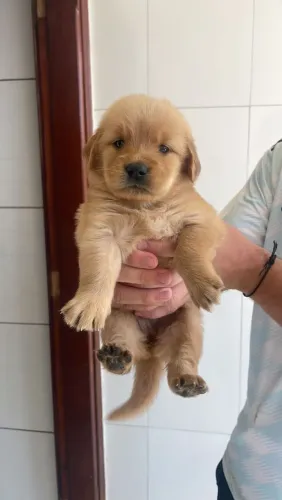Golden Retriever filhotes a venda