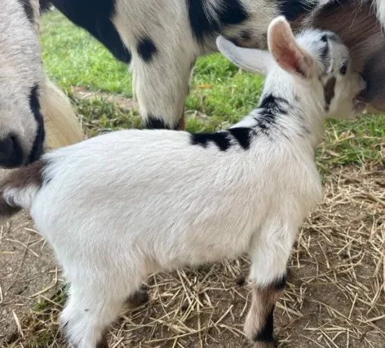 Mini Cabrita  - fêmea
