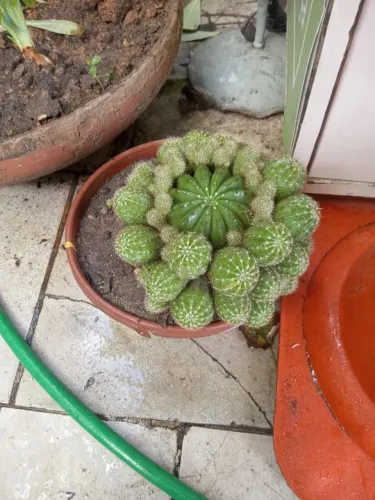Echinopsis oxygona