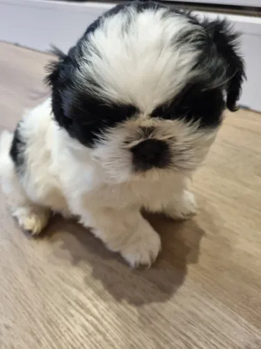 Vendo Shitzu macho
