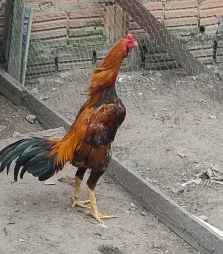 Galo