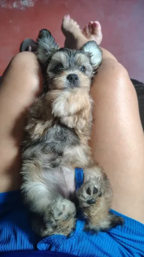 Poodle fêmea tem 3 meses, vermífugada e com o remédio de carrapato 