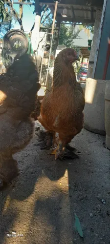 Galinhas e galos puros