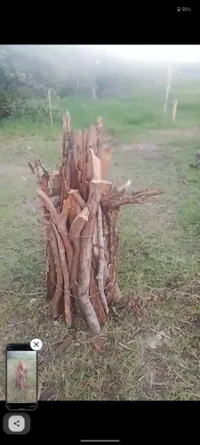 Fogueira 