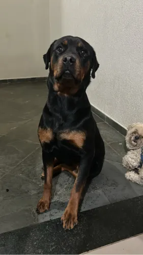 Doação rottweiler fêmea